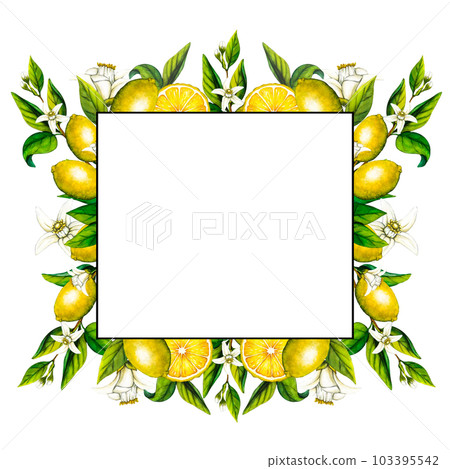 Watercolor frame lemon tree branch with flowers isolated on white background. Hand drawn botanical illustration of yellow citrus fruits. Clipart objects for design Watercolor frame lemon tree branch with flowers isolated on white background. Hand drawn botanical illustration of yellow citrus fruits. Clipart objects for design 103395542