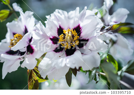 beautiful fresh white peony flower blossom beautiful fresh white peony flower blossom 103395710