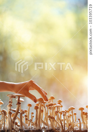 person hand harvesting psychedelic psilocybin mushrooms homemade or laboratory person hand harvesting psychedelic psilocybin mushrooms homemade or laboratory 103395719