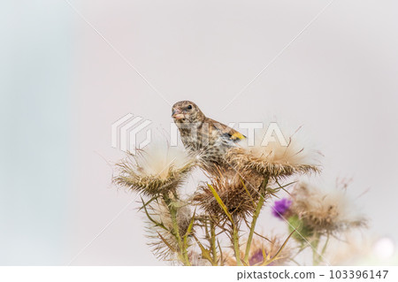 European goldfinch with juvenile plumage, feeding on the seeds of thistles. Carduelis carduelis. 103396147