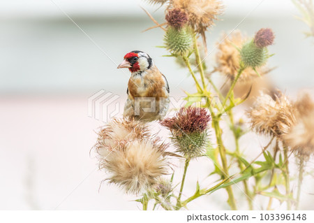 European goldfinch, feeding on the seeds of thistles. Carduelis carduelis. 103396148