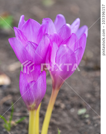 A close-up of Purple Crocus Flowers in Spring. 103396157