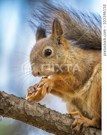 The squirrel with nut sits on tree in the autumn. Eurasian red squirrel, Sciurus vulgaris. The squirrel with nut sits on tree in the autumn. Eurasian red squirrel, Sciurus vulgaris. 103396158