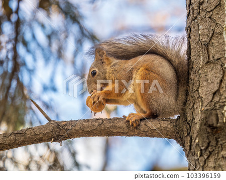The squirrel with nut sits on tree in the autumn. Eurasian red squirrel, Sciurus vulgaris. The squirrel with nut sits on tree in the autumn. Eurasian red squirrel, Sciurus vulgaris. 103396159