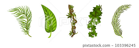 Tropical Leaf on Stem and Liana Vine as Exotic Flora Vector Set 103396245