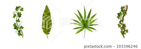 Tropical Leaf on Stem and Liana Vine as Exotic Flora Vector Set Tropical Leaf on Stem and Liana Vine as Exotic Flora Vector Set 103396246