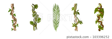 Tropical Leaf on Stem and Liana Vine as Exotic Flora Vector Set Tropical Leaf on Stem and Liana Vine as Exotic Flora Vector Set 103396252