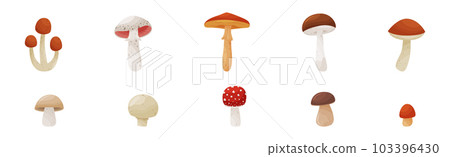 Different Forest Mushrooms with Stem and Cap Isolated on White Background Vector Set Different Forest Mushrooms with Stem and Cap Isolated on White Background Vector Set 103396430