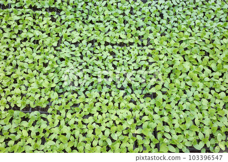 Cucumber seedlings in nursery trays, view from above. 103396547
