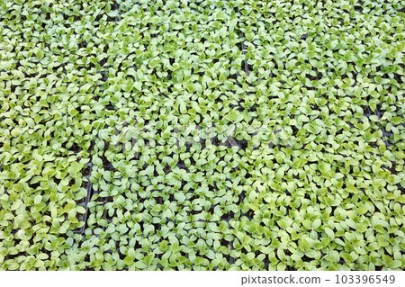 Cucumber seedlings in nursery trays, view from above. 103396549