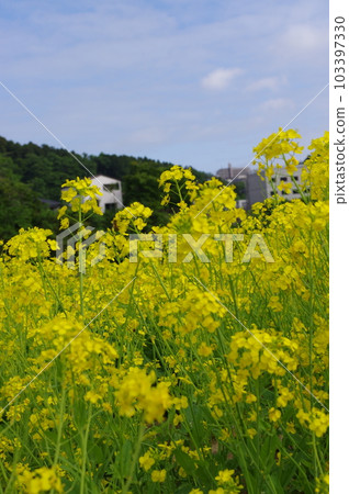Beautiful yellow rape blossoms 103397330