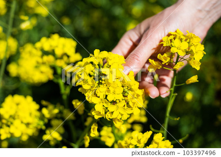 A farmer checks the harvest of a rapeseed field. rural state. Biofuel concept. 103397496