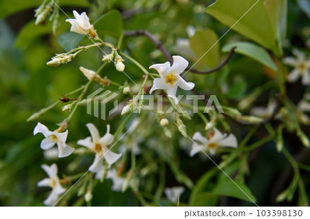 Tea Cazra Flower Tea Cazra Flower 103398130