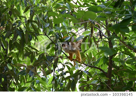 小巧可愛迷人的松鼠猴 103398145
