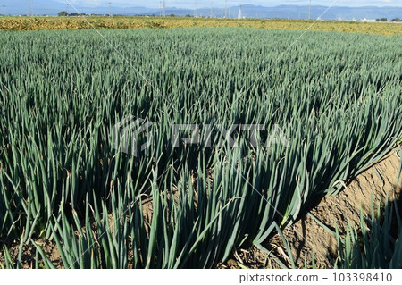 Long-tailed farm field 103398410