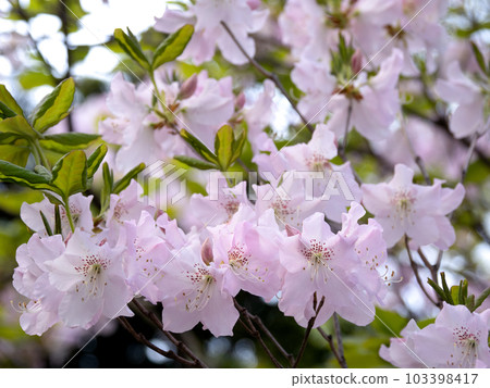 Kurobuna azalea 103398417