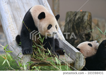 Umehama happy with delicious bamboo 103398431