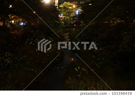 Ichinozaka River Firefly 源氏螢火蟲(山口縣山口市) Ichinozaka River Firefly 源氏螢火蟲(山口縣山口市) 103398439