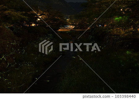 Ichinozaka River Firefly 源氏螢火蟲（山口縣山口市） 103398440