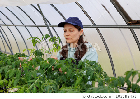 woman in greenhouse is engaged in gardening, transplanting seedlings of tomatoes and peppers. 103398455