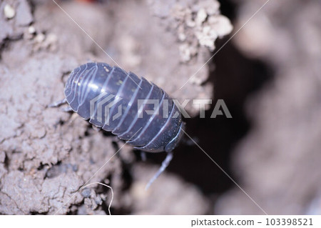 Pill bugs that are very popular with children Pill bugs that are very popular with children 103398521