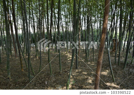 Spring bamboo grove Spring bamboo grove 103398522