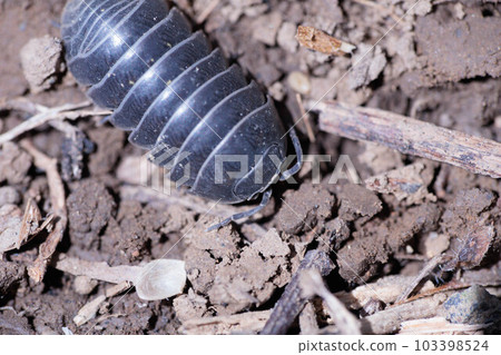 Pill bugs that are very popular with children Pill bugs that are very popular with children 103398524