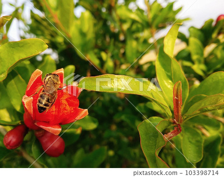 a bee on a ripe pomegranate flower 103398714