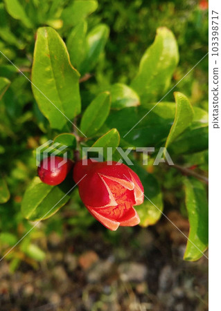 ripening pomegranate on a tree branch 103398717