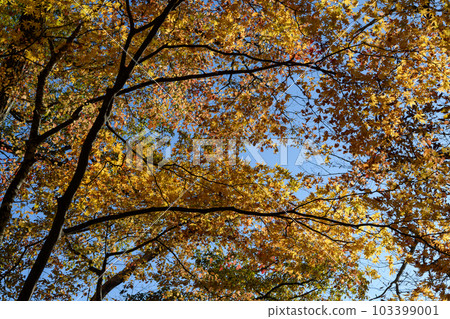 鹽原大沼公園的秋葉 103399001