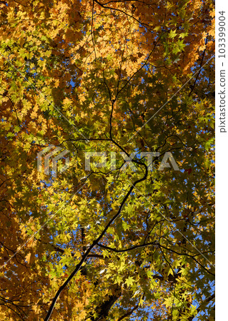 Autumn leaves of Onuma Park in Shiobara Autumn leaves of Onuma Park in Shiobara 103399004