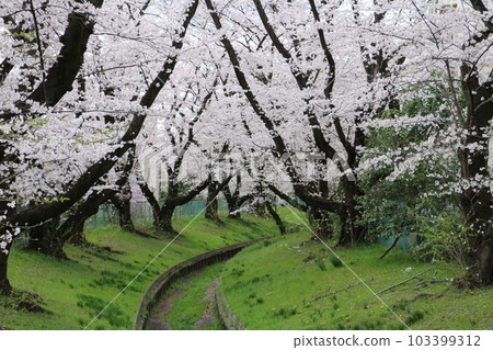 仙川沿岸盛開的櫻花 103399312