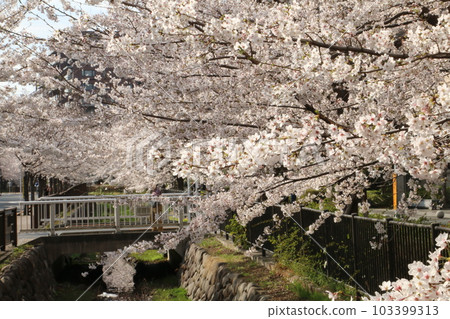 仙川沿岸盛開的櫻花 103399313