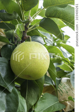 Nijisseiki Pear (Yurihama Town, Tottori Prefecture) Nijisseiki Pear (Yurihama Town, Tottori Prefecture) 103400261