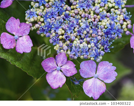 關閉與開花的小花的前額八仙花屬 103400322