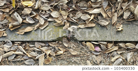 Fallen leaves Fallen leaves 103400330