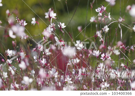 Pink gaura flowers are in bloom. Scientific name Oenothera lindheimeri Pink gaura flowers are in bloom. Scientific name Oenothera lindheimeri 103400366