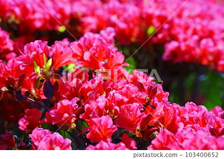 Beautiful Kurume azalea flowers dyed red Beautiful Kurume azalea flowers dyed red 103400652