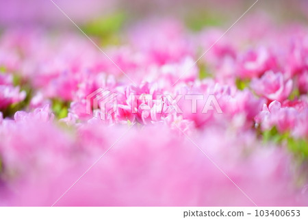 Beautiful pink Kurume azalea flowers Beautiful pink Kurume azalea flowers 103400653