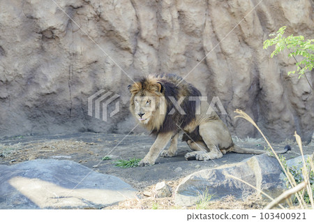 lion lion 103400921
