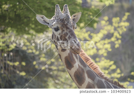 Giraffe  103400923