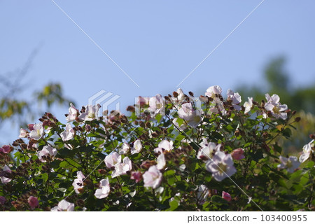 這朵花的名字叫Sakishima Fuyo（Sakishima Fuyo）。 103400955