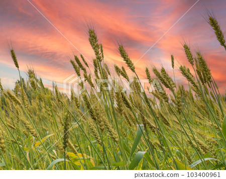 傍晚的風景麥田圖片晴朗的天氣風景素材 103400961