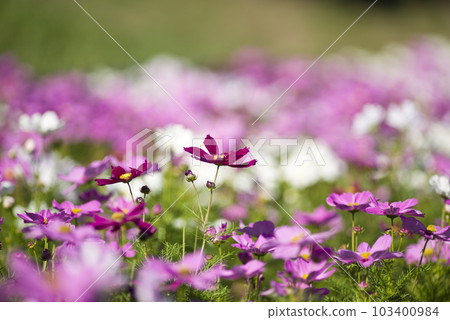 波斯菊在波斯菊領域盛開。 波斯菊在波斯菊領域盛開。 103400984