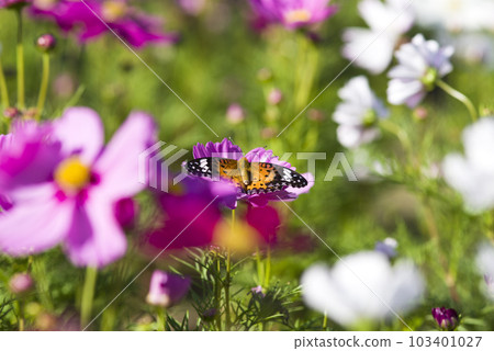 An orange butterfly Fritillary is sucking nectar from a cosmos flower. 103401027