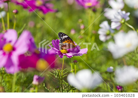 An orange butterfly Fritillary is sucking nectar from a cosmos flower. 103401028