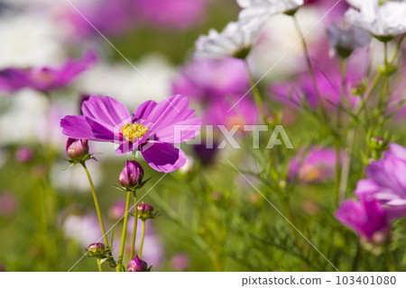 波斯菊在波斯菊領域盛開。 波斯菊在波斯菊領域盛開。 103401080