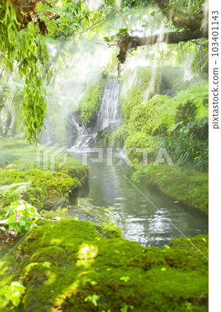The Beautiful spring moss and fern in the garden under big trees, Thailand The Beautiful spring moss and fern in the garden under big trees, Thailand 103401143