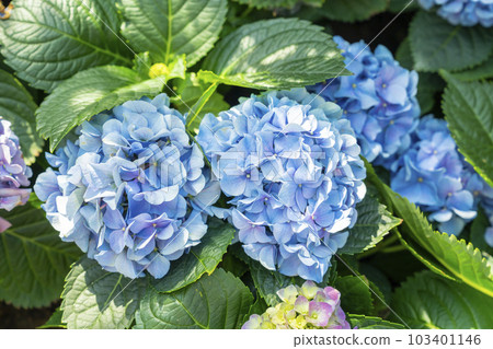 Close up blue hydrangea flowers growing in the garden. Close up blue hydrangea flowers growing in the garden. 103401146