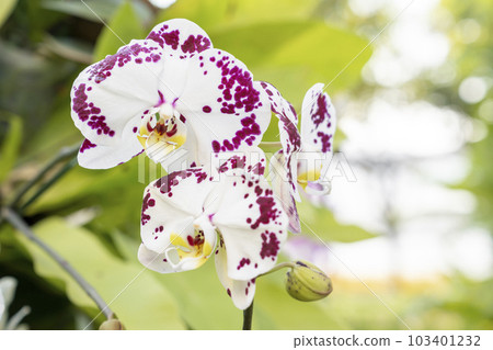The White Orchid plant in nature garden The White Orchid plant in nature garden 103401232